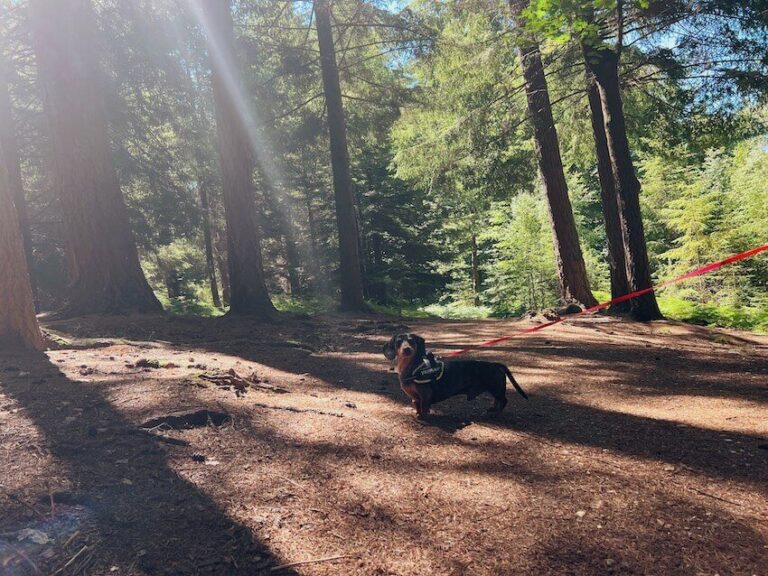 dachshund in the new forest