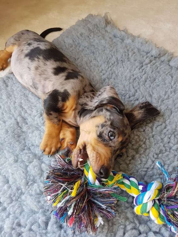 dachshund puppy with a rope