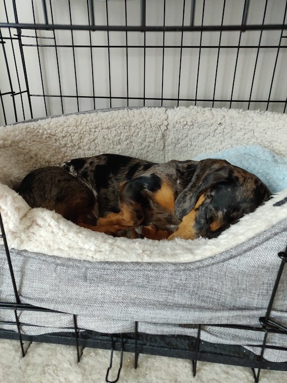 dachshund in a crate and bed