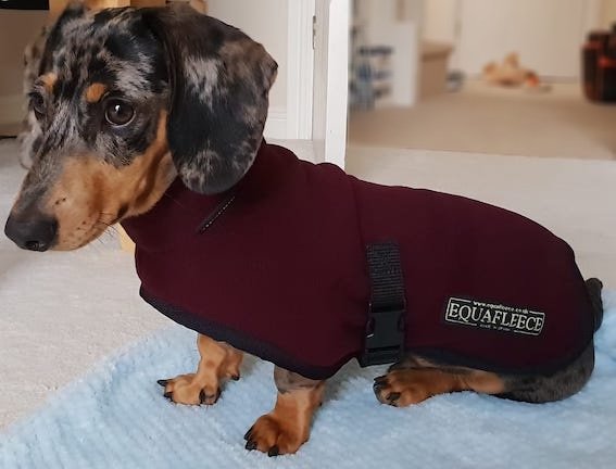 dachshund in an equafleece jumper