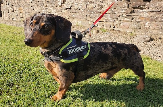 dachshund in a julius k9 harness
