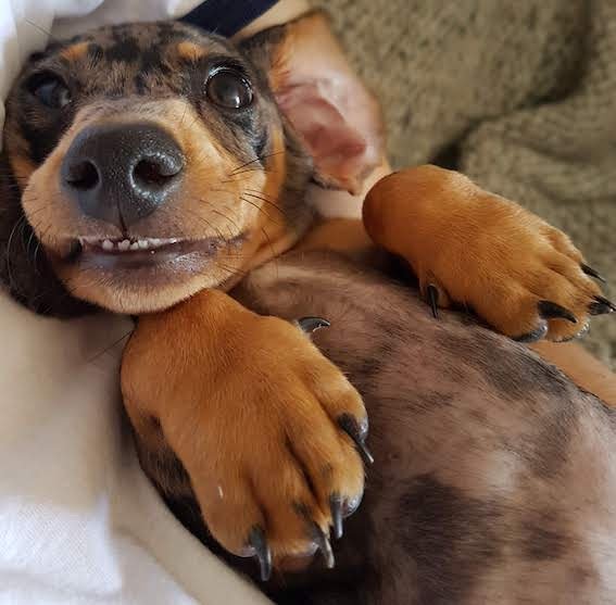 dachshund with cute paws