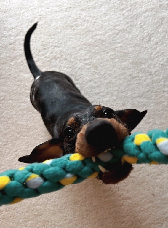 dachshund playing with a rope