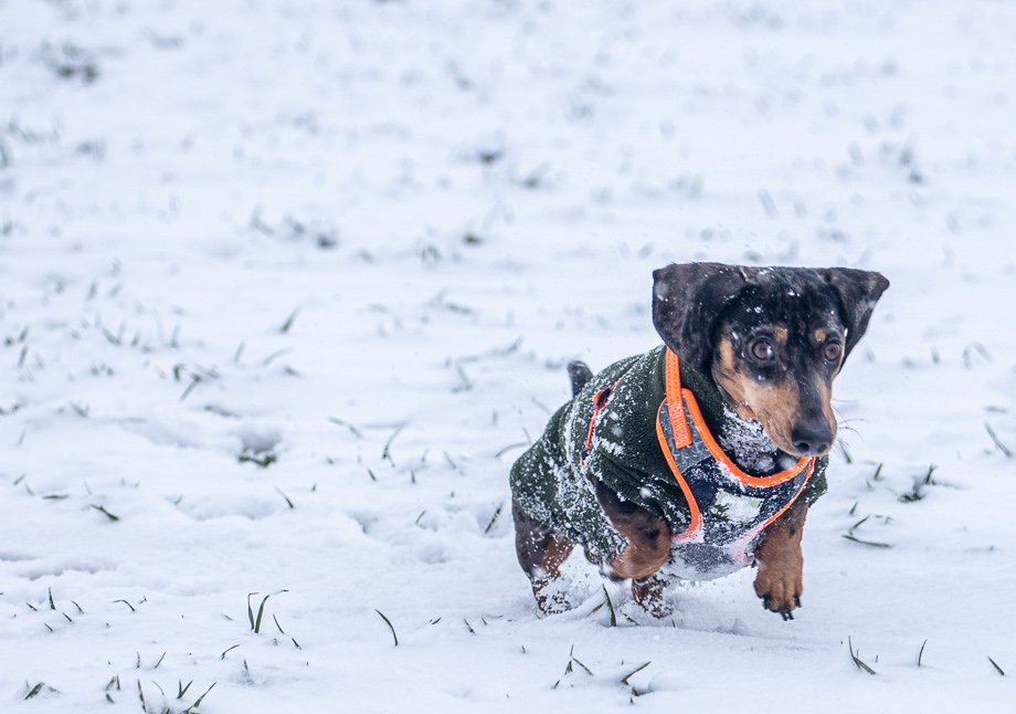 dachshund in the snow