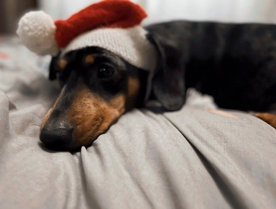 dachshund in a santa hat