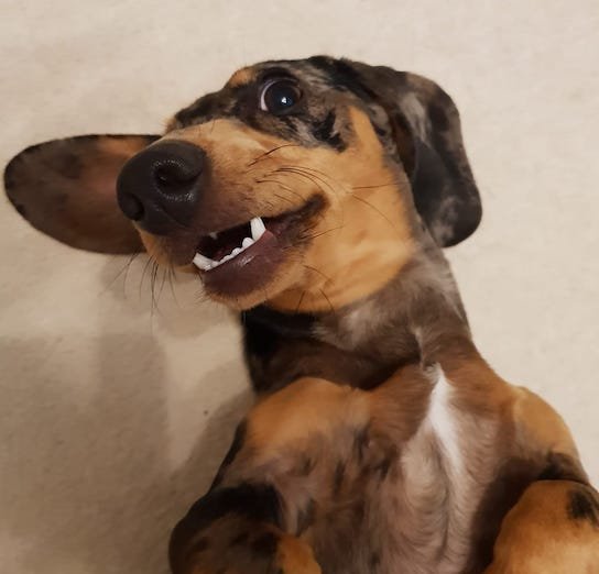 dachshund showing his teeth