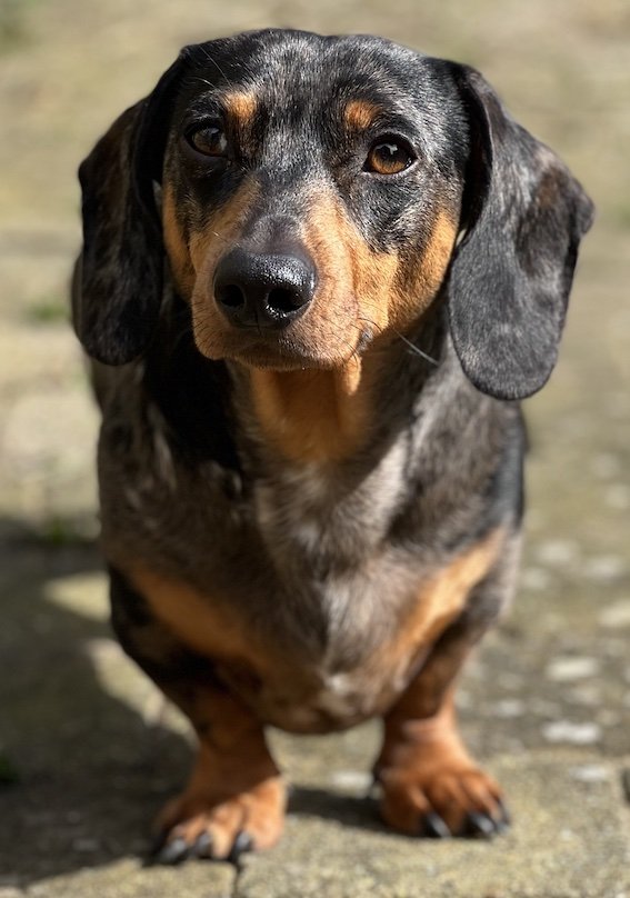 proud dachshund