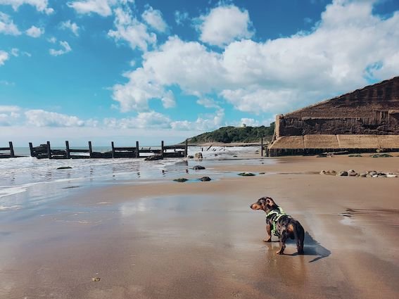 dachshund on the sand