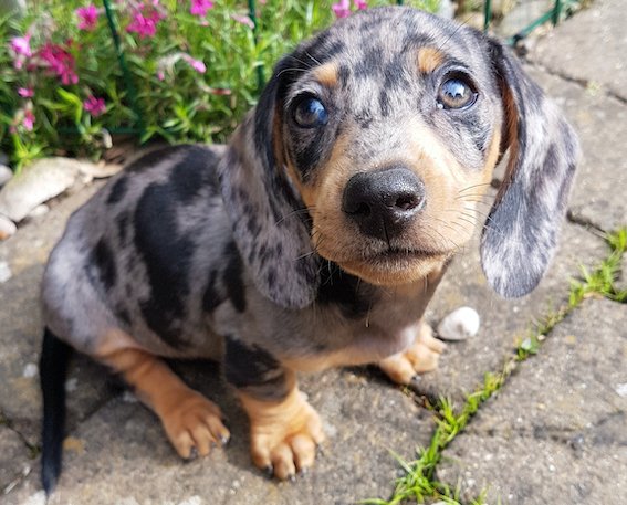 dachshund puppy sat in the garden