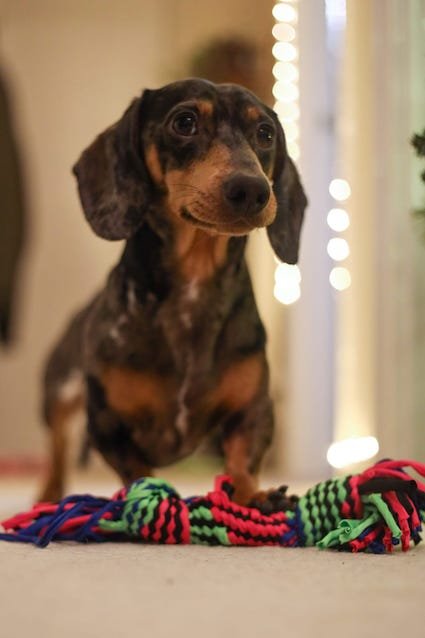 dachshund standing in a lit doorway