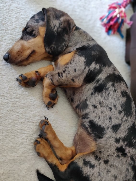 sleeping dachshund puppy