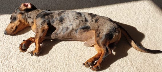dachshund lying on the carpet