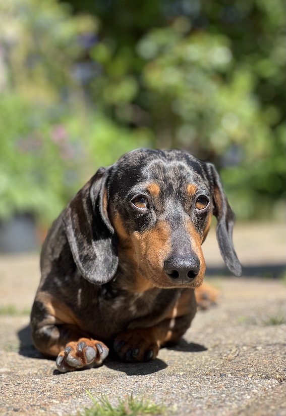 dachshund in the sun outside