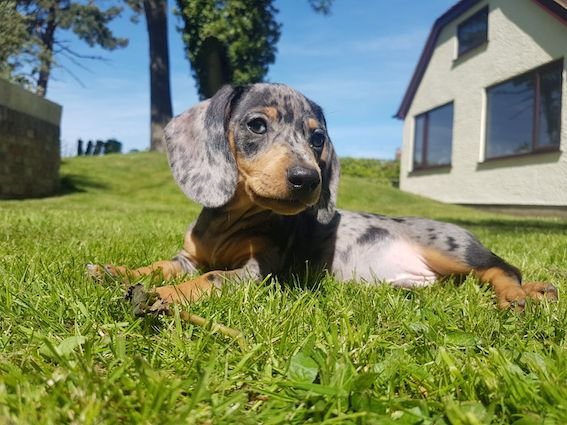 dachshund puppy on the grass