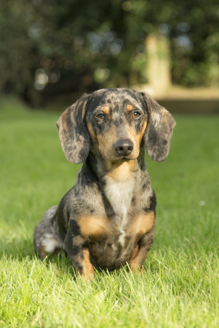 dachshund sitting and posing