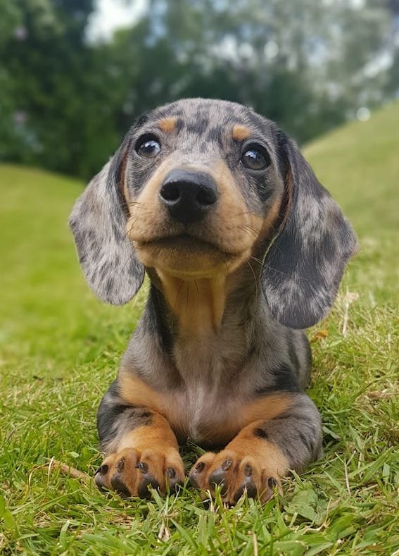 silver dapple dachshund puppy
