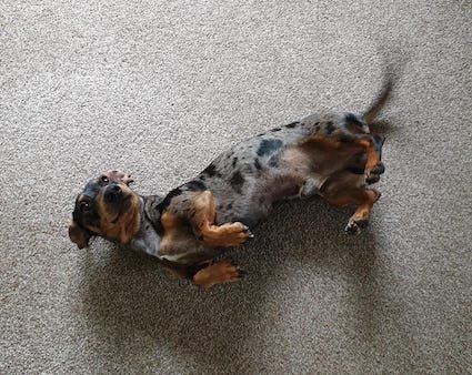 playful dachshund on the carpet