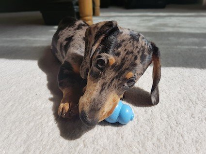 puppy dachshund chewing a kong toy