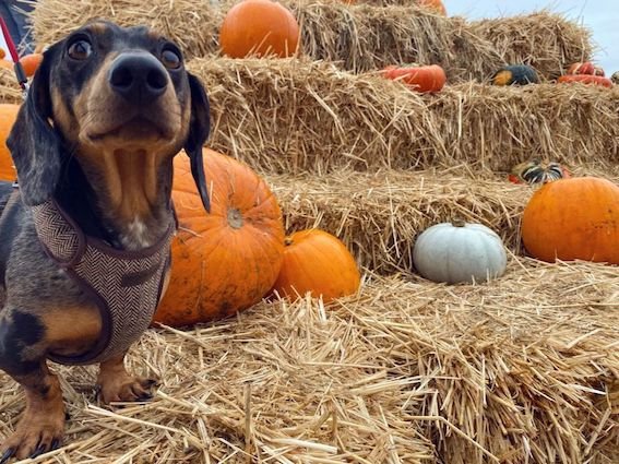 dachshund in autumn with pumpkins