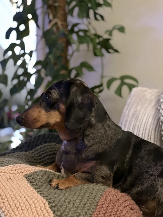 dachshund relaxing on a blanket on the sofa