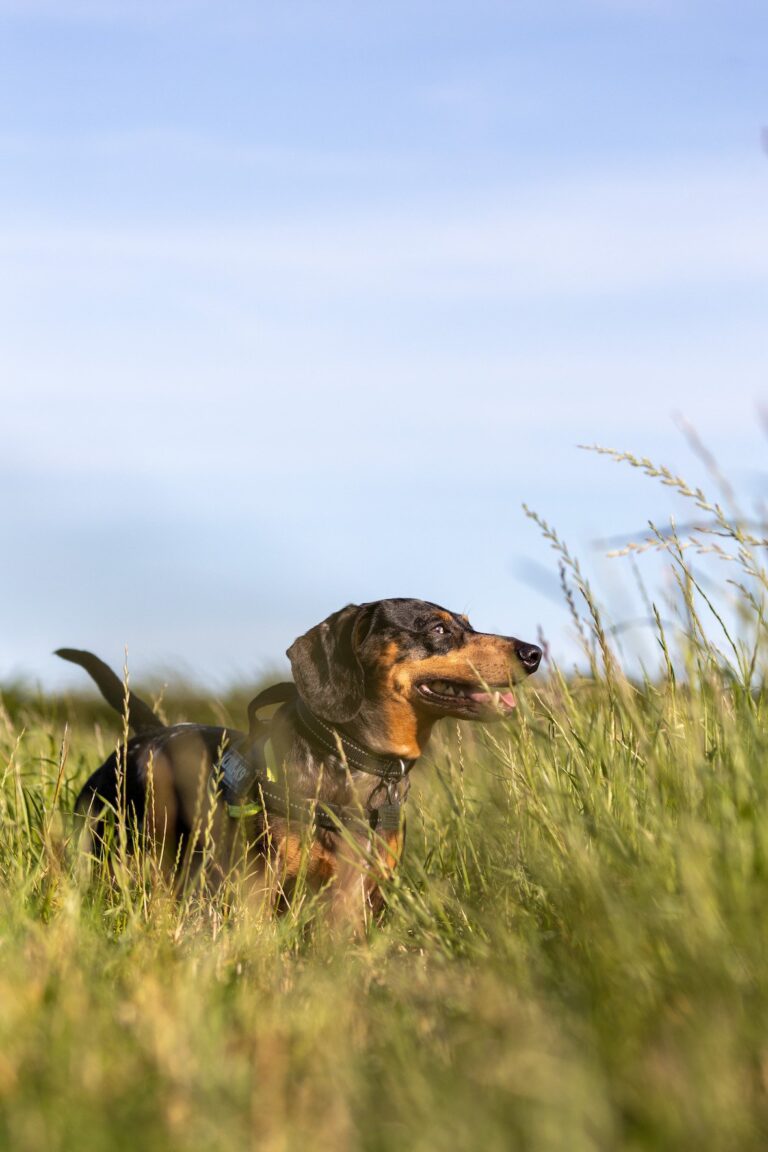 dachshund out on a walk