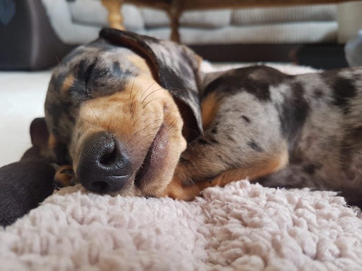 miniature dachshund puppy asleep on a blanket