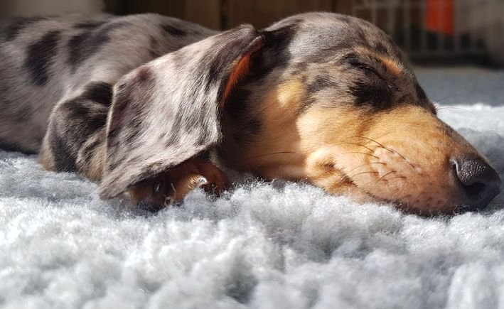 sleeping dachshund puppy