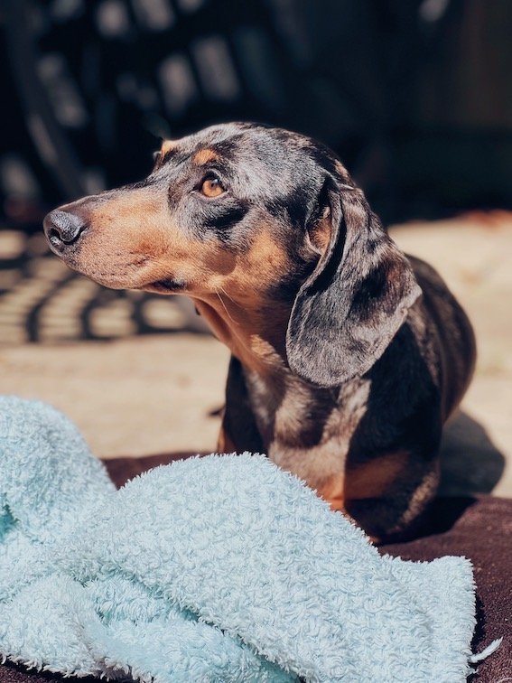dachshund sat with blanket in the sun