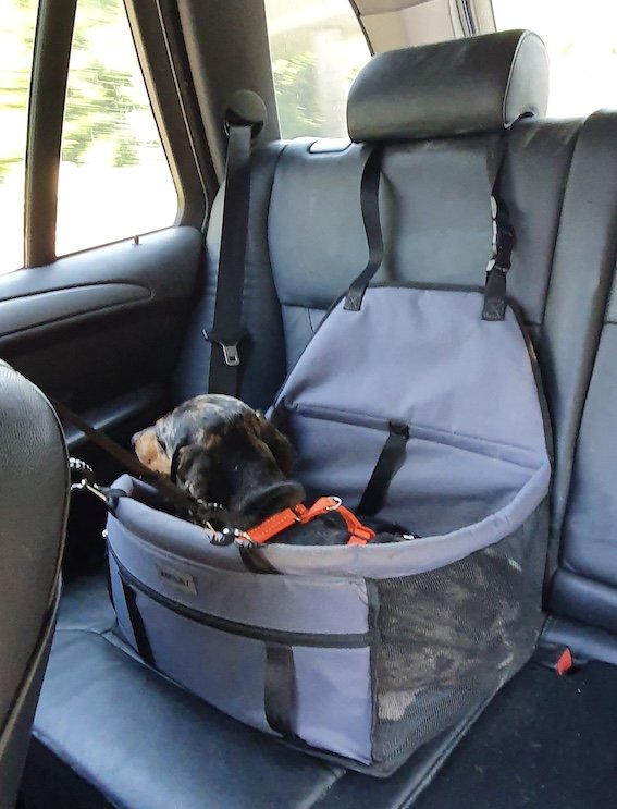 dachshund in a car carrier