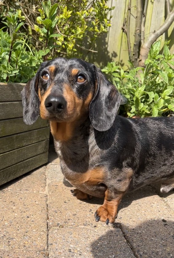 dachshund sat in the garden