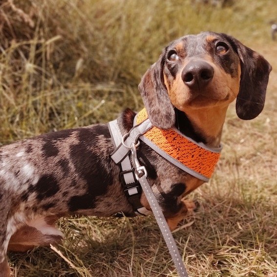 dachshund sat in a field