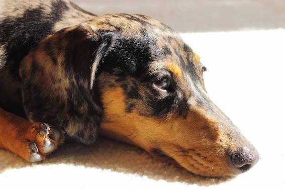 dachshund face in the sun