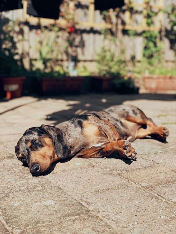 dachshund sunbathing in the garden