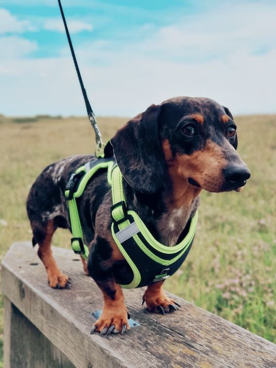 dachshund on a lead sat on a bench