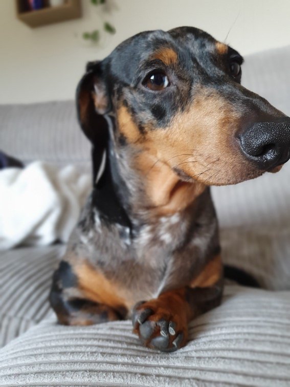 dachshund sat on the sofa