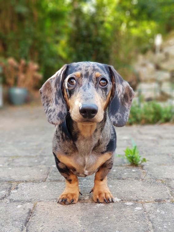dachshund in the garden outside