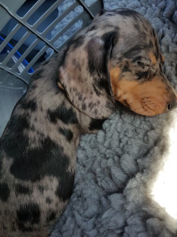 puppy dachshund on vet bed