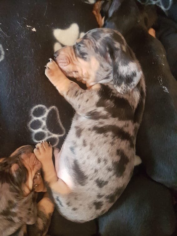 dachshund puppy silver dapple