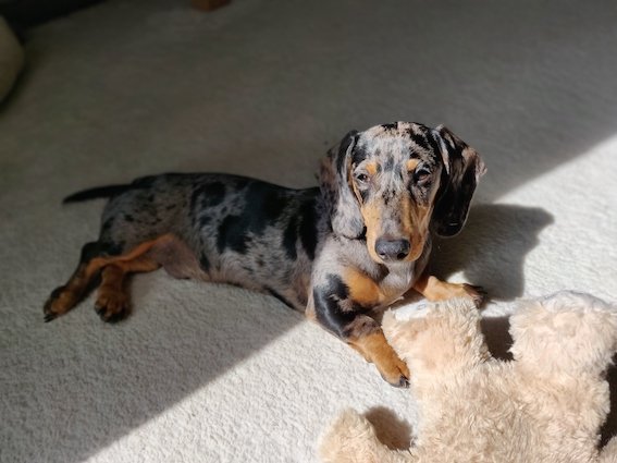 dachshund puppy with teddy