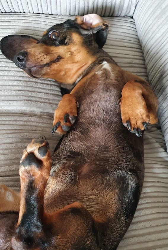 naughty dachshund lying on the sofa