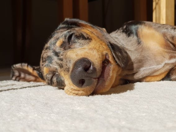 sleepy dachshund puppy lying in the sun