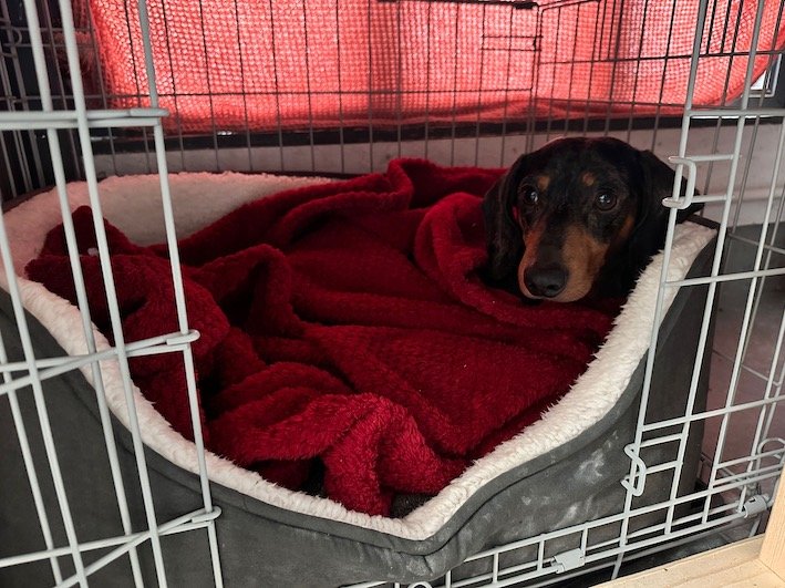 sleepy dachshund in a crate