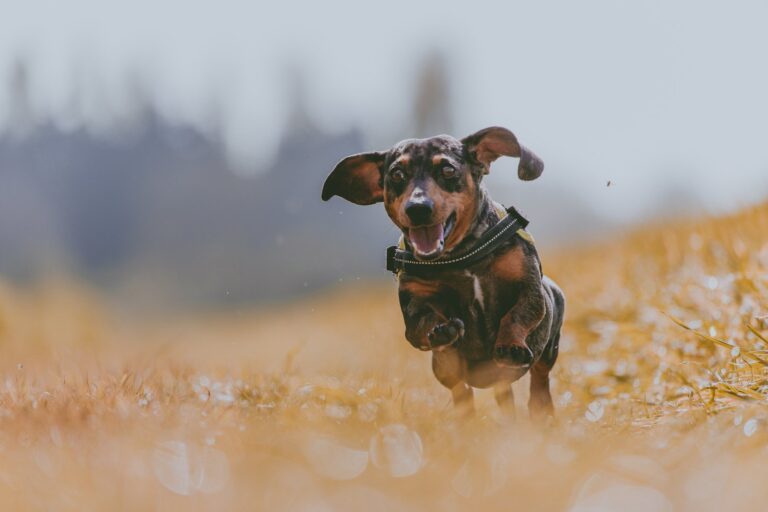 excited dachshund jumping in a field