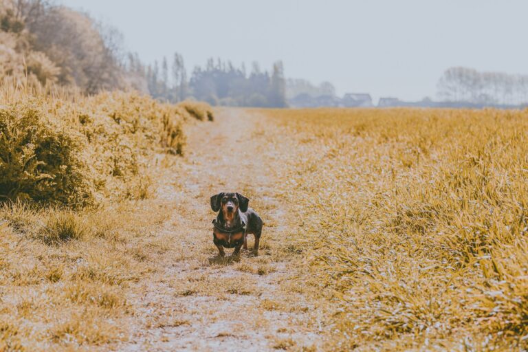 dachshund standing in a field