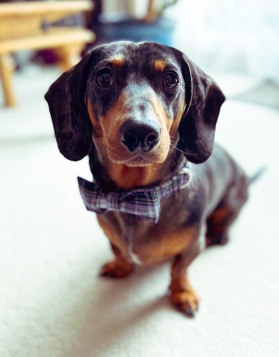 smart dachshund wearing a bow tie