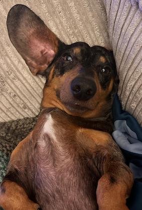 chilled out dachshund with one ear flapped open