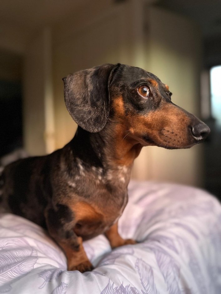 alert dachshund watching for visitors
