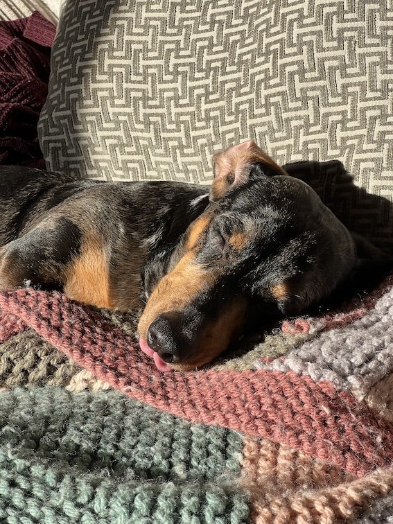 dachshund asleep in the sun with tongue out