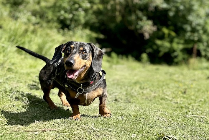 playful dachshund on the grass