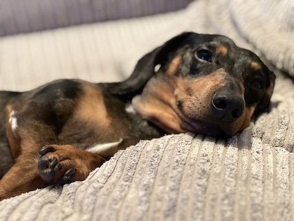 sleepy dachshund lying on the sofa